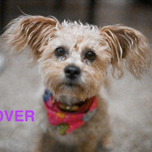 Lover, Adoptable, Young Female Miniature Poodle & Mixed Breed.