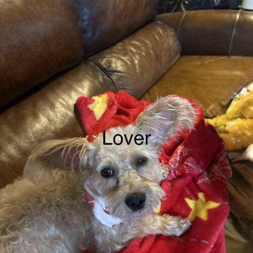 Lover, a Adoptable mixed breed in Broken Arrow, OK image 2/5