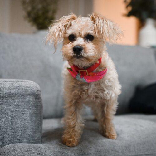 Lover, a Adoptable mixed breed in Broken Arrow, OK image 3/5