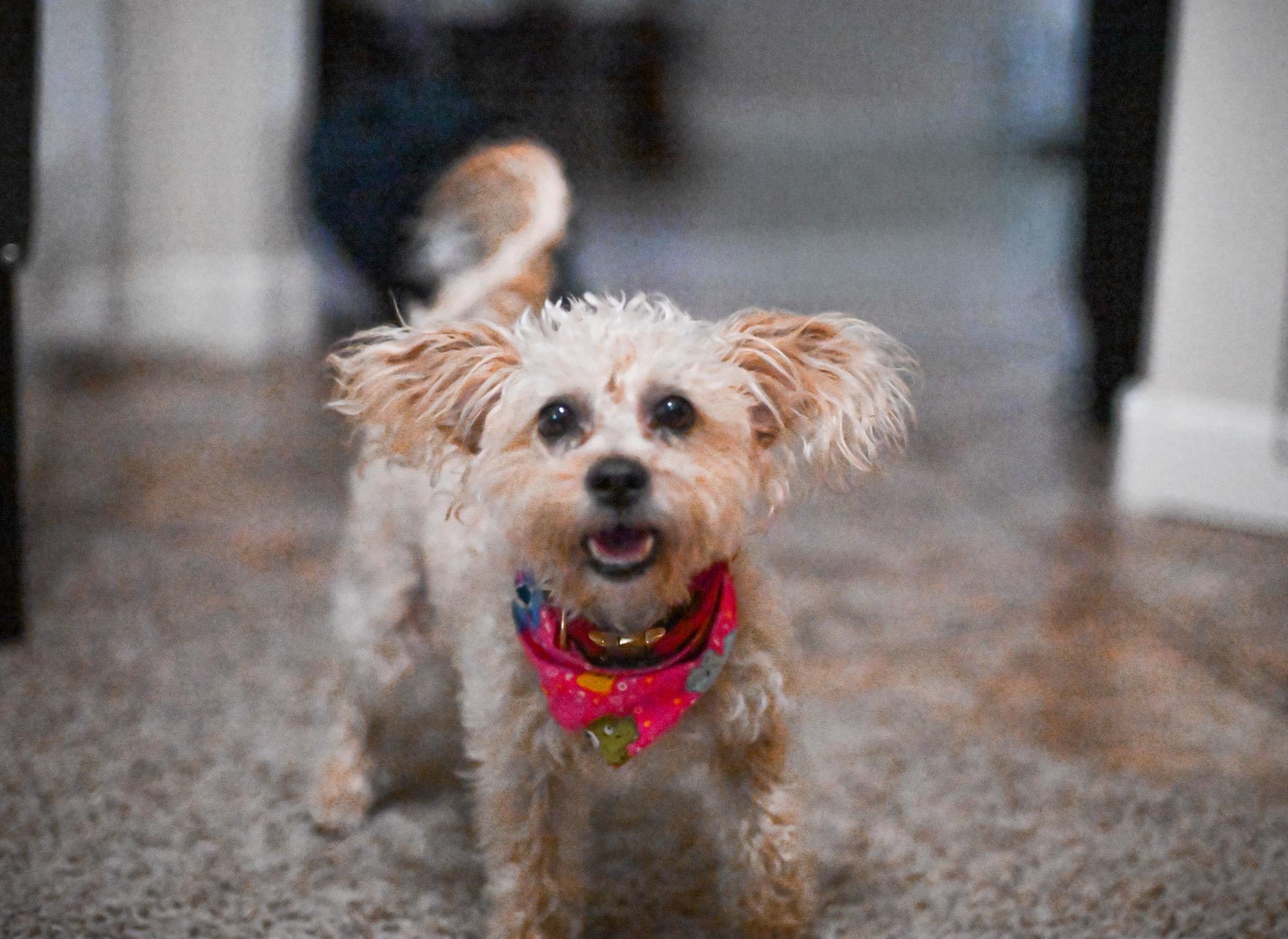 Enlarge Lover, a Adoptable mixed breed in Broken Arrow, OK image 4/5