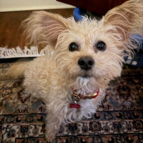 Lover, a Adoptable mixed breed in Broken Arrow, OK image 5/5