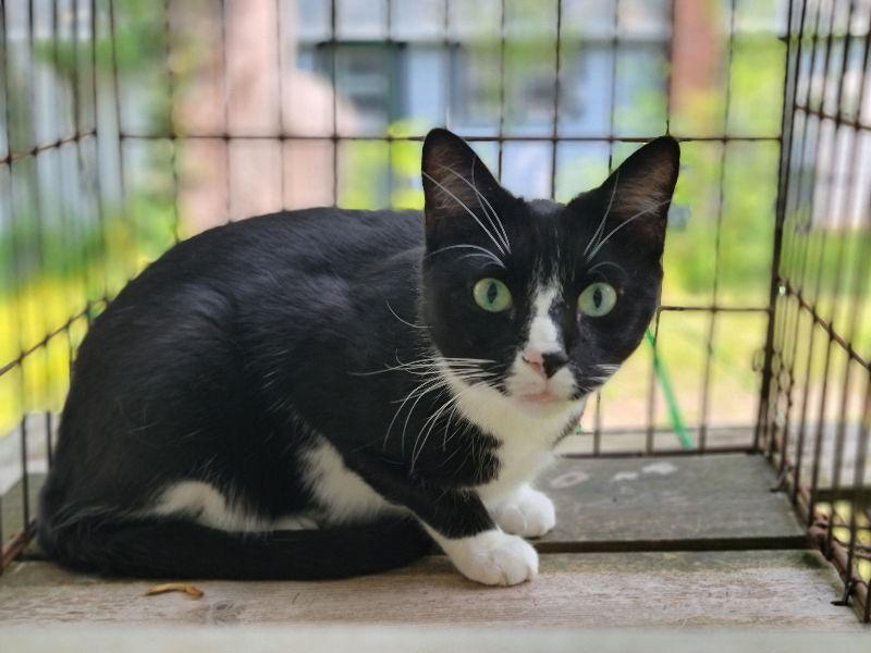 Enlarge Tux, a Adoptable Tuxedo in Niles, MI image 1/3