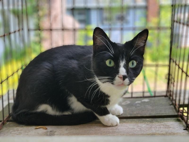 Enlarge Tux, a Adoptable Tuxedo in Niles, MI image 2/3