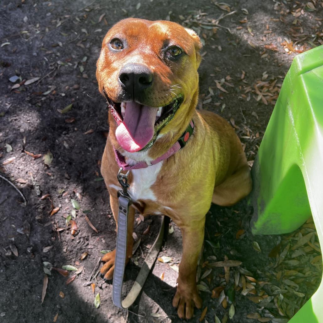 Enlarge Nami @ Foster, a Adoptable Mixed Breed in Summerville, SC image 1/5