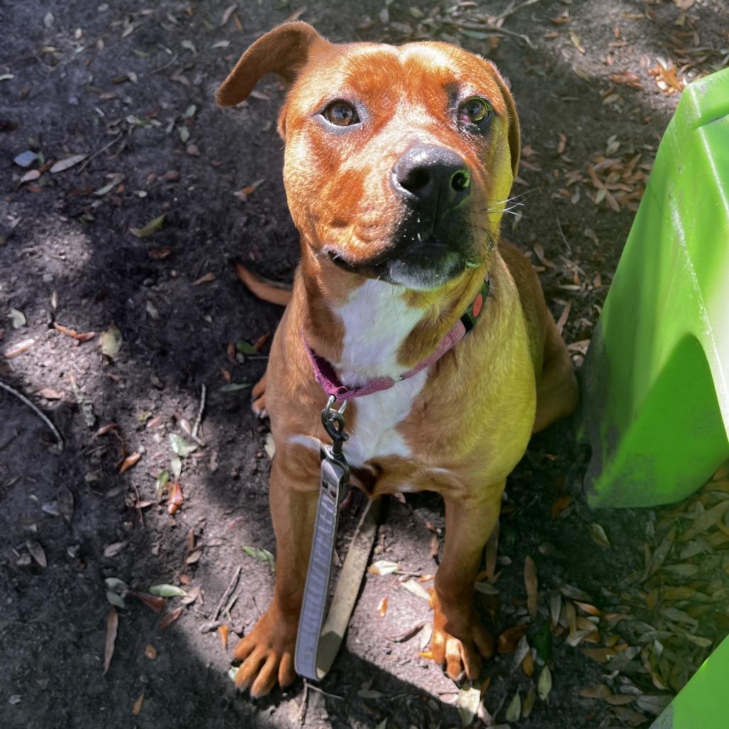 Enlarge Nami @ Foster, a Adoptable Mixed Breed in Summerville, SC image 2/5