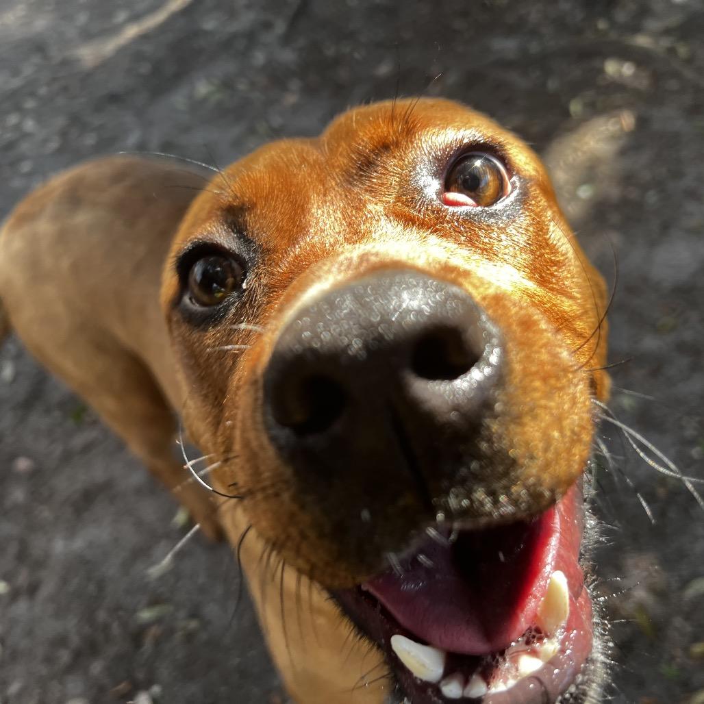 Enlarge Nami @ Foster, a Adoptable Mixed Breed in Summerville, SC image 3/5