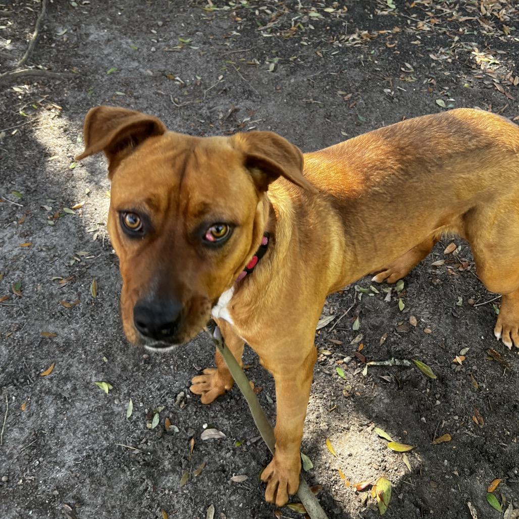 Enlarge Nami @ Foster, a Adoptable Mixed Breed in Summerville, SC image 4/5