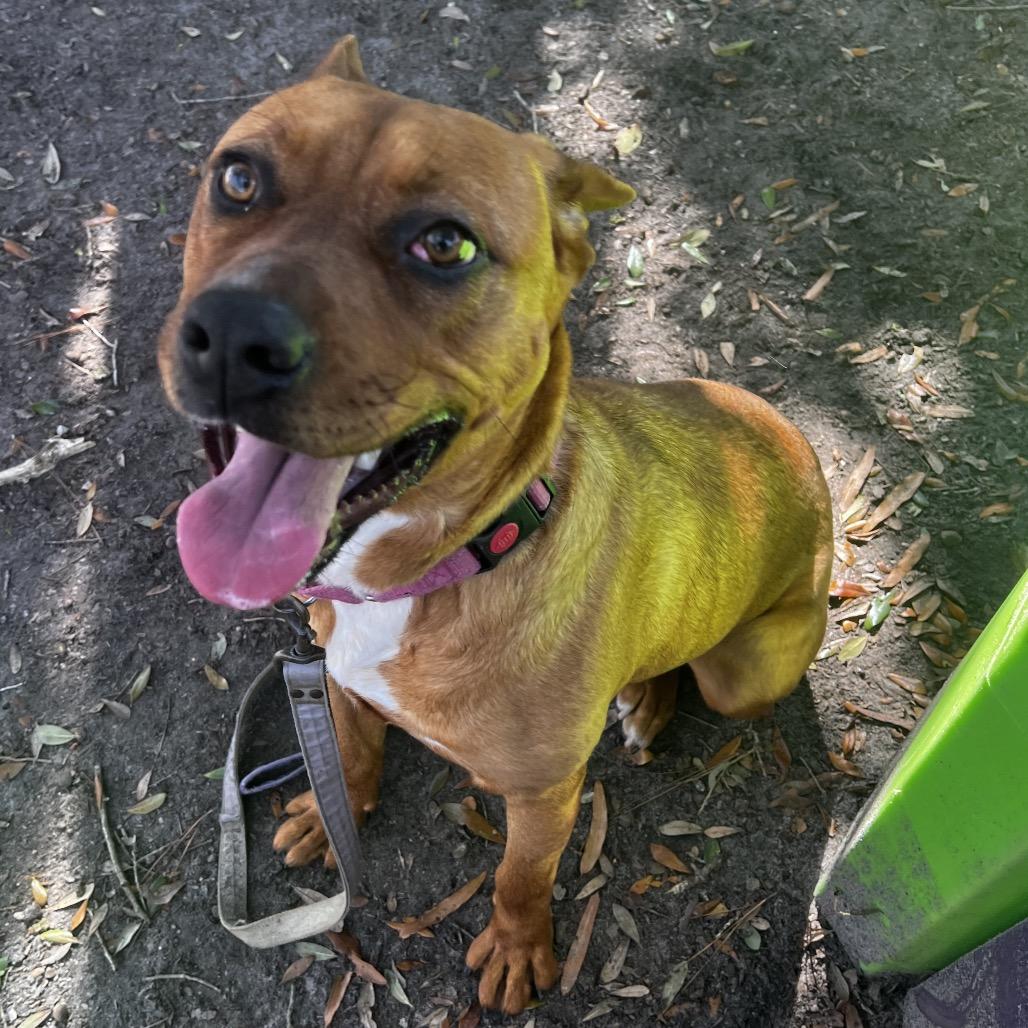 Enlarge Nami @ Foster, a Adoptable Mixed Breed in Summerville, SC image 5/5