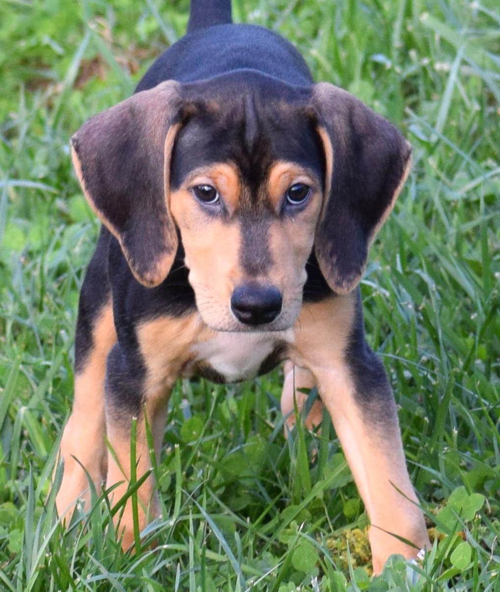 Enlarge Kirby-Available www.lhar.dog to apply, a Adoptable mixed breed in Frederick, MD image 3/6