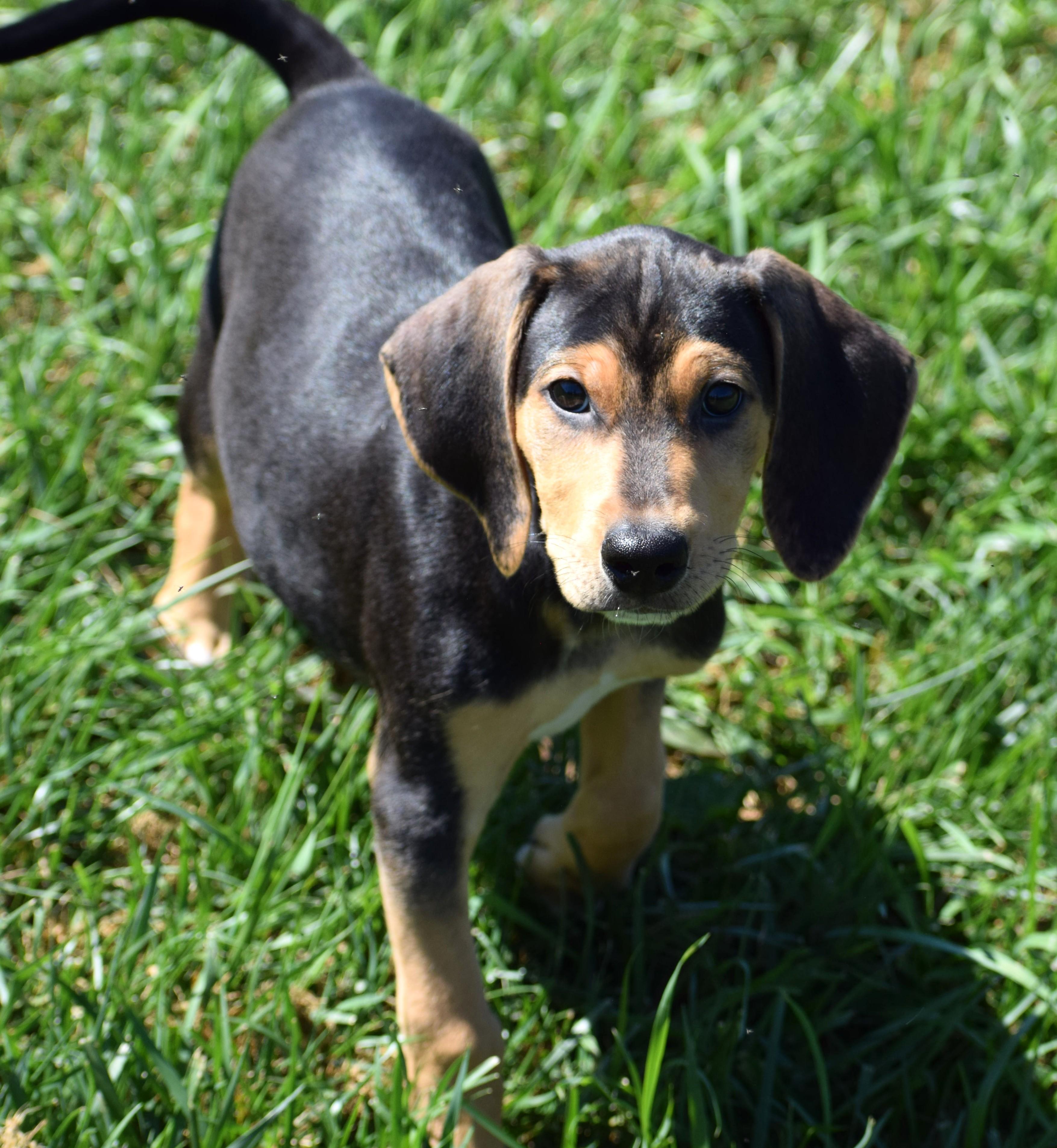 Enlarge Kirby-Available www.lhar.dog to apply, a Adoptable mixed breed in Frederick, MD image 6/6