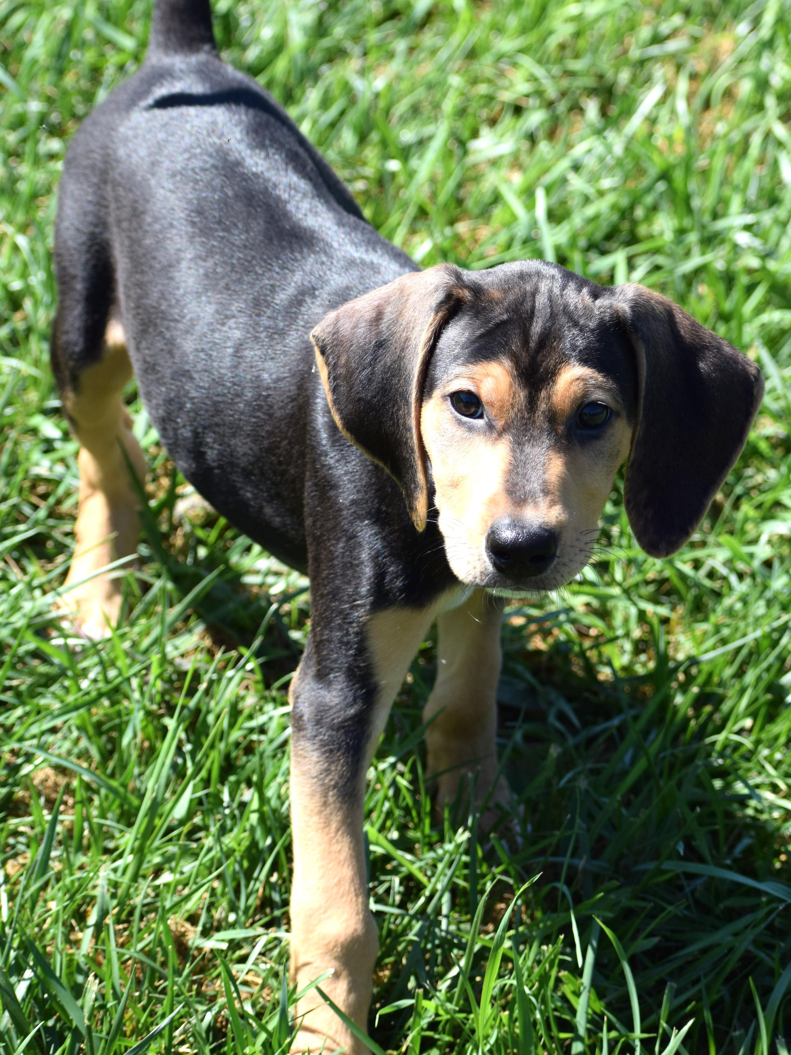 Enlarge Kirby-Available www.lhar.dog to apply, a Adoptable mixed breed in Frederick, MD image 4/6