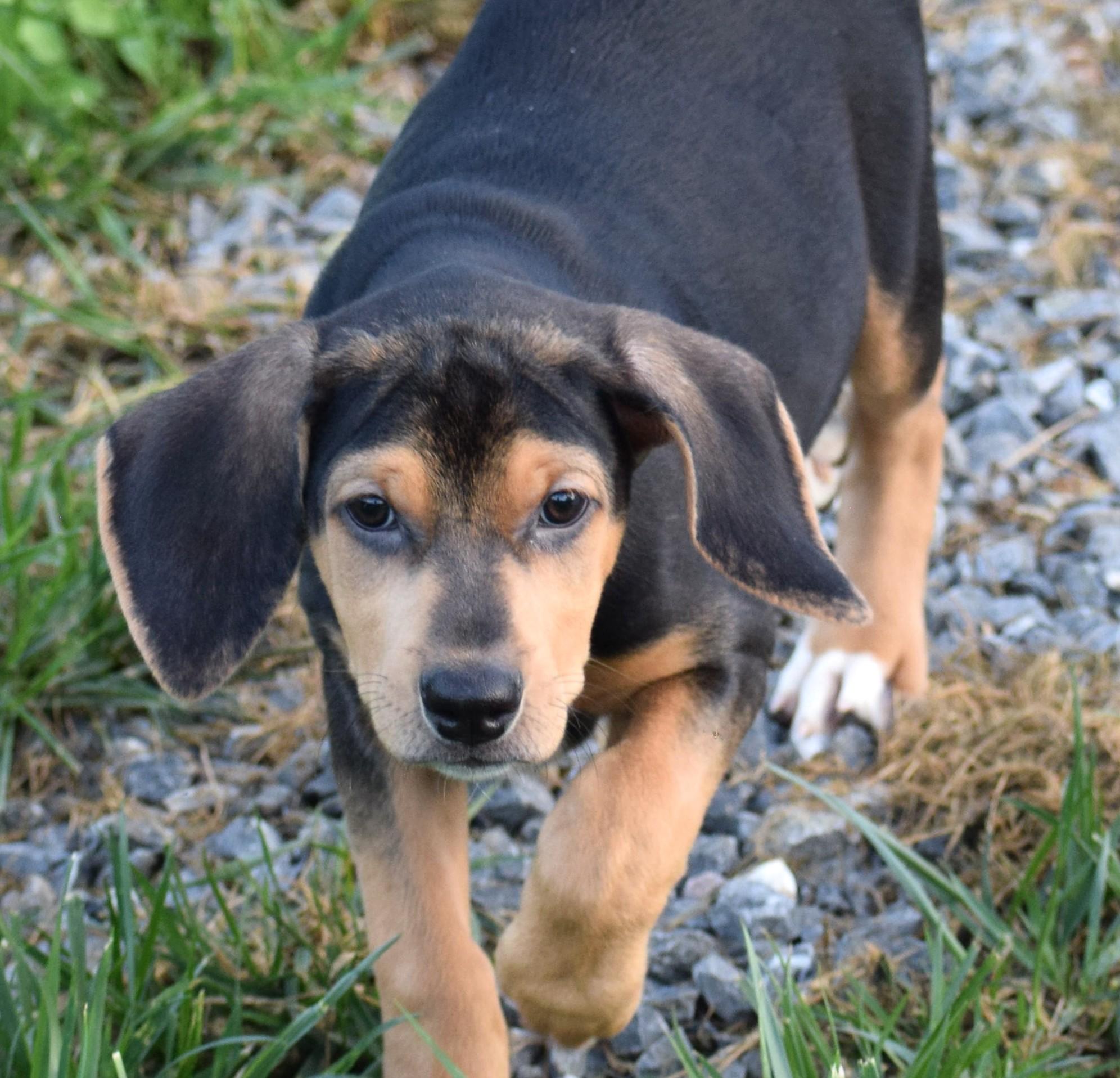 Kirby-Available www.lhar.dog to apply, Adoptable, Puppy Male Hound.