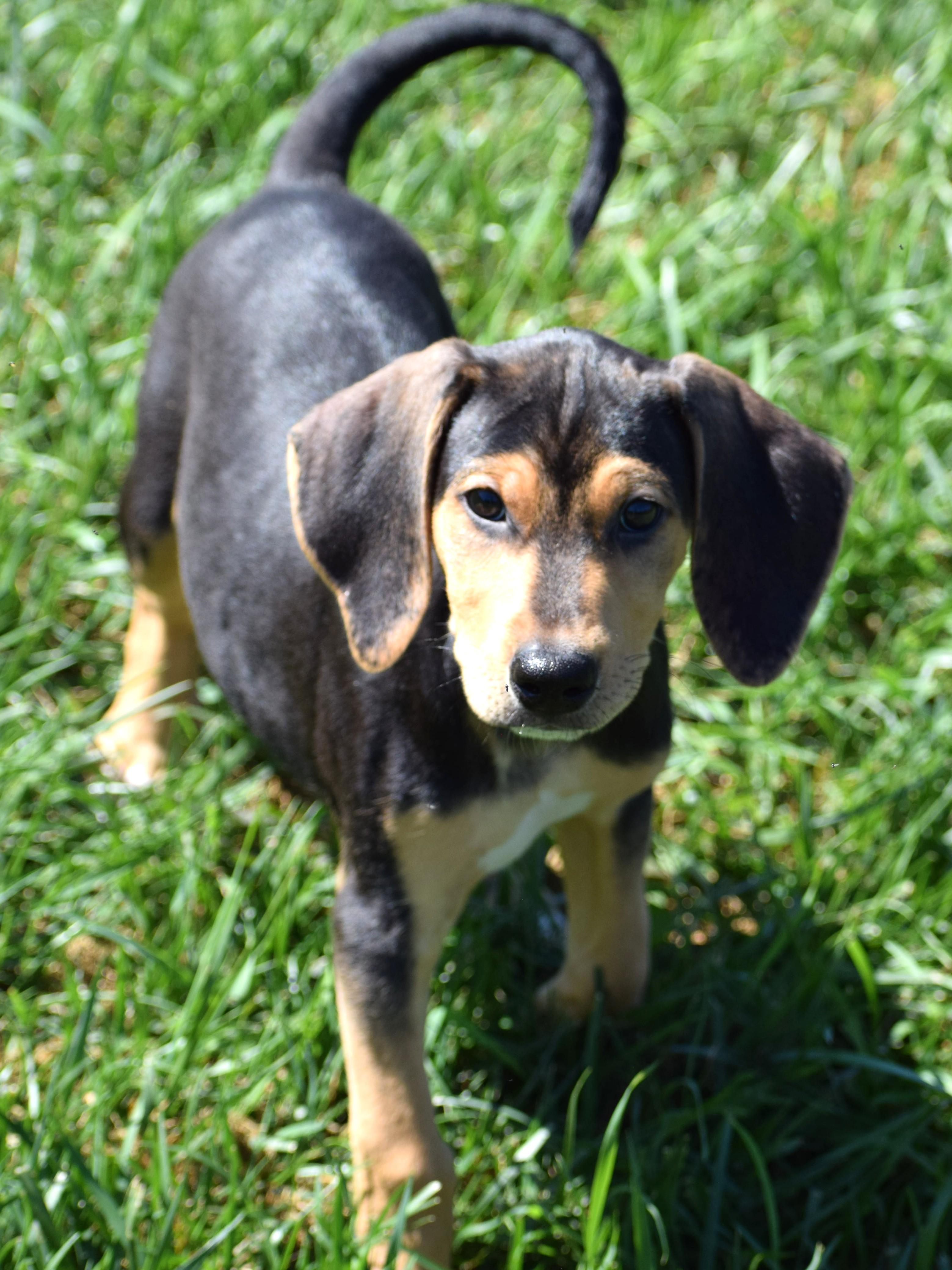 Enlarge Kirby-Available www.lhar.dog to apply, a Adoptable mixed breed in Frederick, MD image 5/6