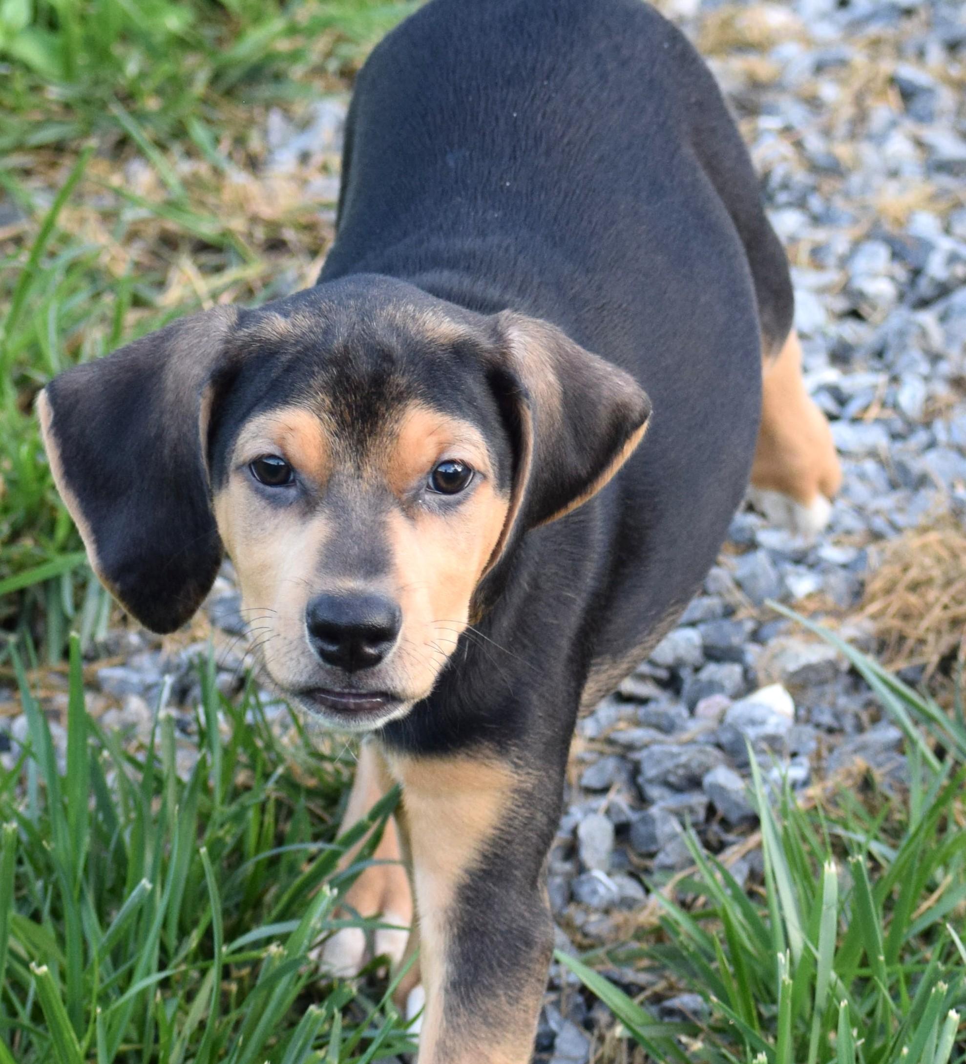 Enlarge Kirby-Available www.lhar.dog to apply, a Adoptable mixed breed in Frederick, MD image 2/6