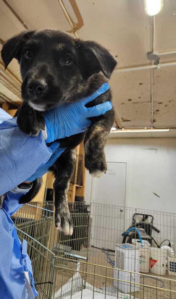 Enlarge Yvonne, a Adoptable mixed breed in Calgary, AB image 1/1