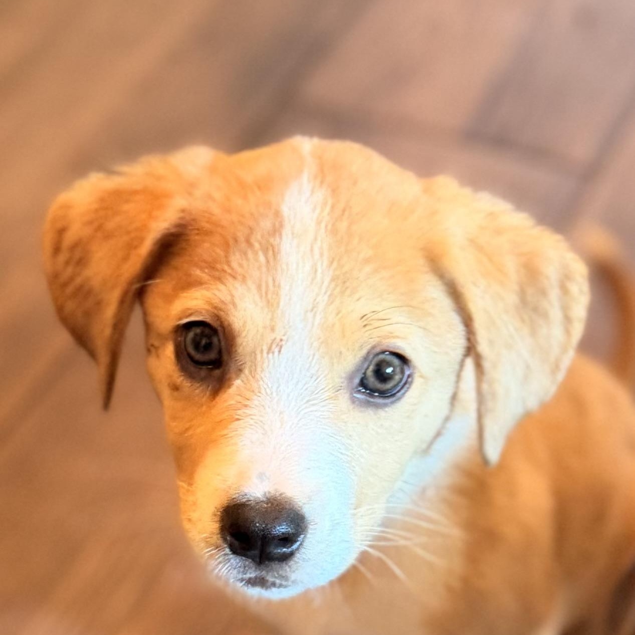 Cedar, Adopted, Puppy Male Jack Russell Terrier.
