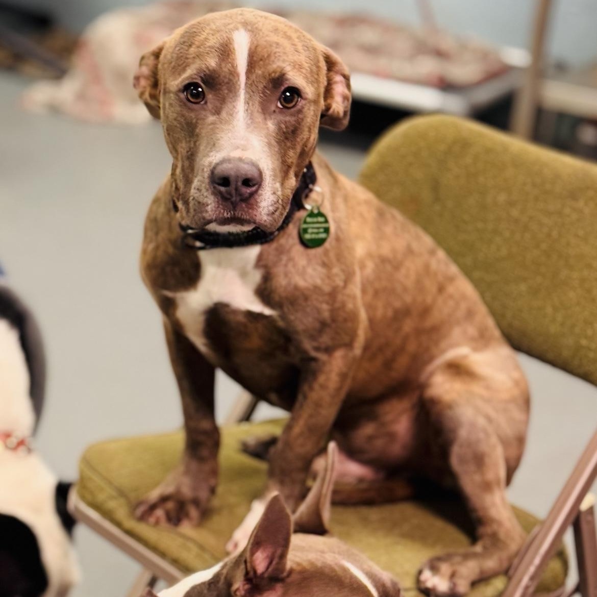 Mowgli, ADOPTABLE, Young Male Pit Bull Terrier.