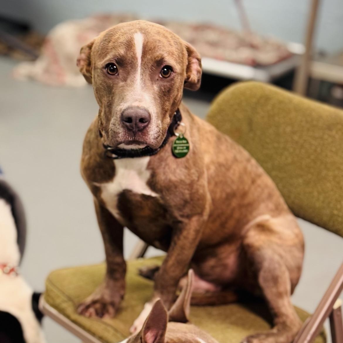 Enlarge Mowgli, a ADOPTABLE mixed breed in South Plainfield, NJ image 1/5