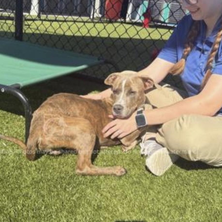 Enlarge Mowgli, a ADOPTABLE mixed breed in South Plainfield, NJ image 5/5