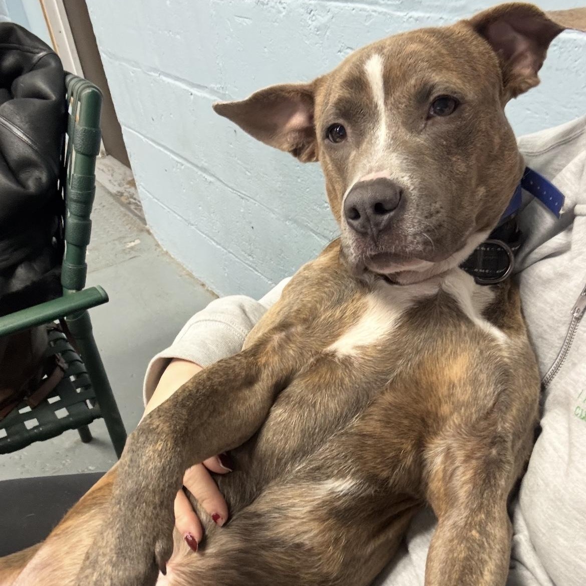 Enlarge Mowgli, a ADOPTABLE mixed breed in South Plainfield, NJ image 2/5