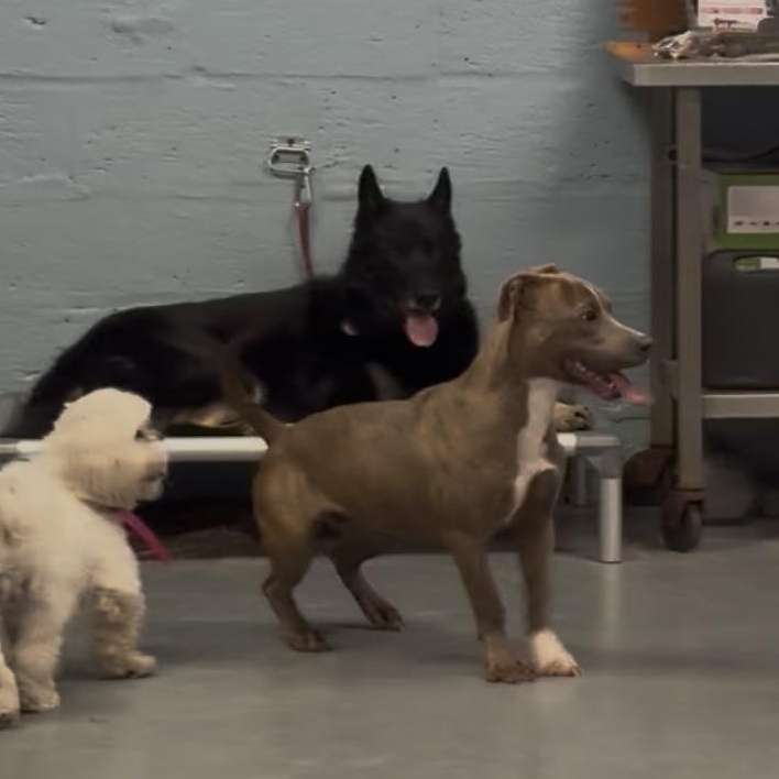 Enlarge Mowgli, a ADOPTABLE mixed breed in South Plainfield, NJ image 4/5