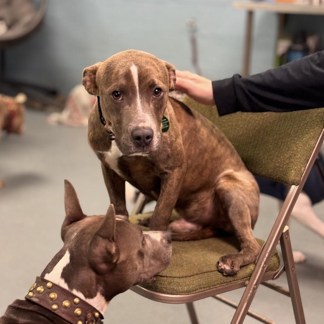 Enlarge Mowgli, a ADOPTABLE mixed breed in South Plainfield, NJ image 3/5
