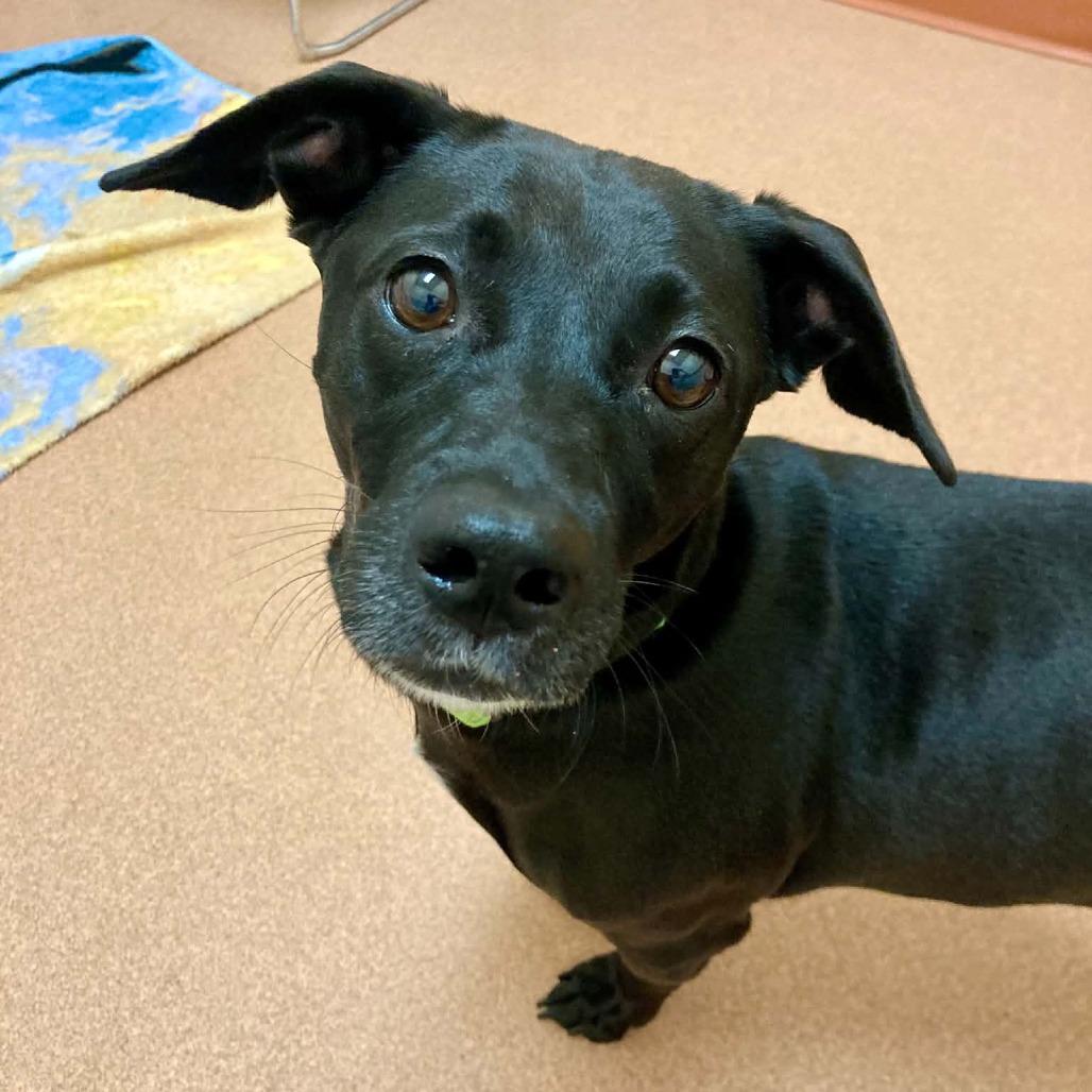 Roxann ( Roxy), Adoptable, Adult Female Mixed Breed.