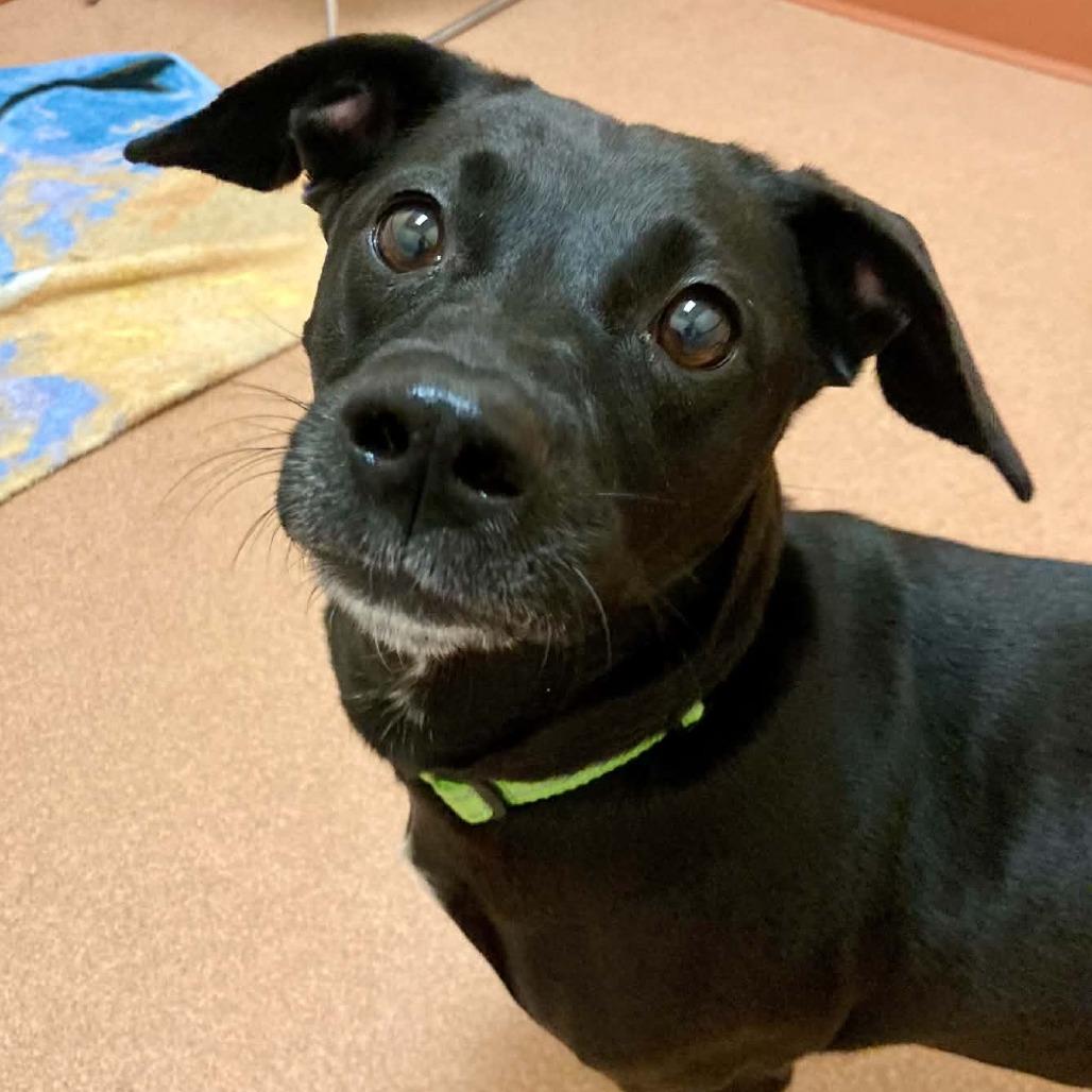 Enlarge Roxann ( Roxy), a Adoptable Mixed Breed in Saratoga Springs, NY image 2/6