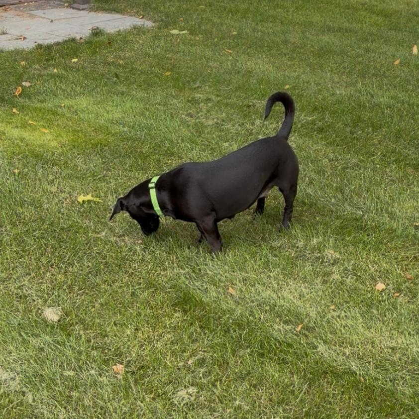 Enlarge Roxann ( Roxy), a Adoptable Mixed Breed in Saratoga Springs, NY image 3/6