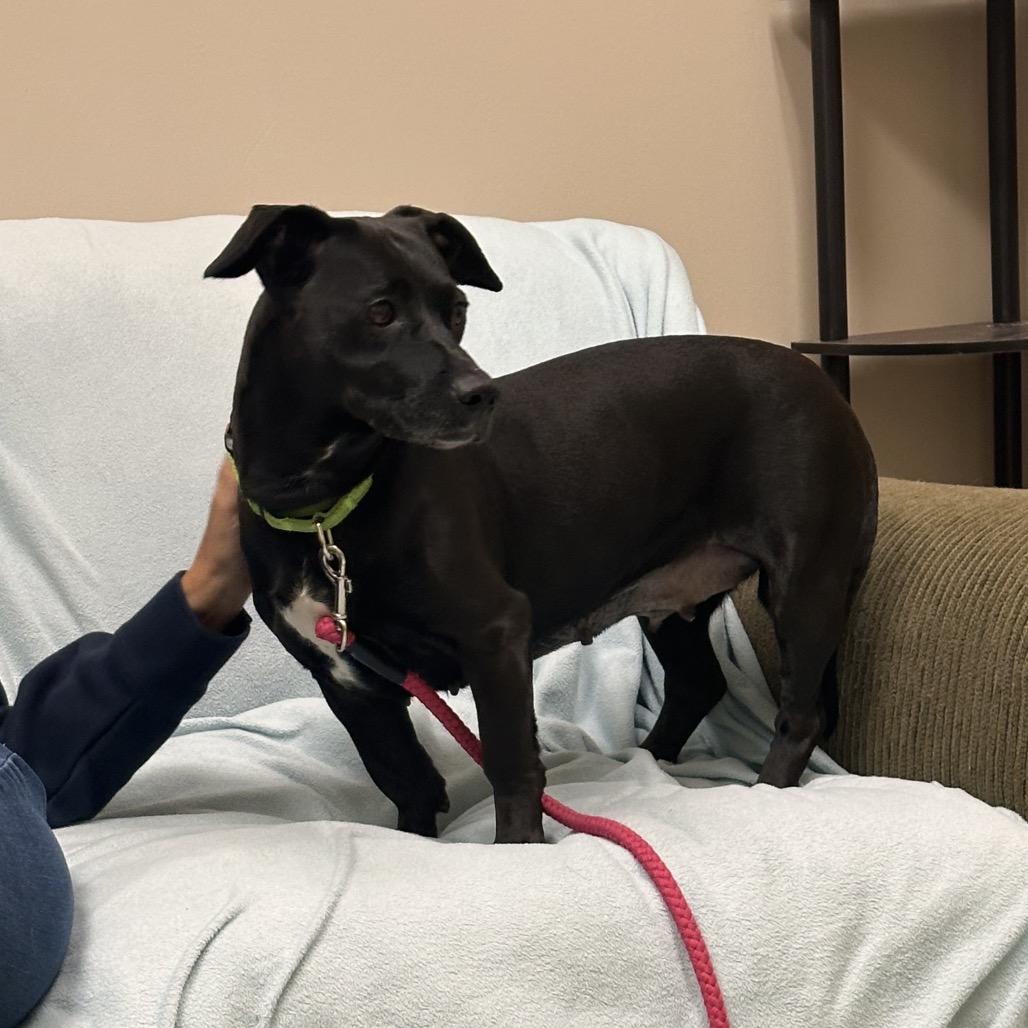 Enlarge Roxann ( Roxy), a Adoptable Mixed Breed in Saratoga Springs, NY image 4/6