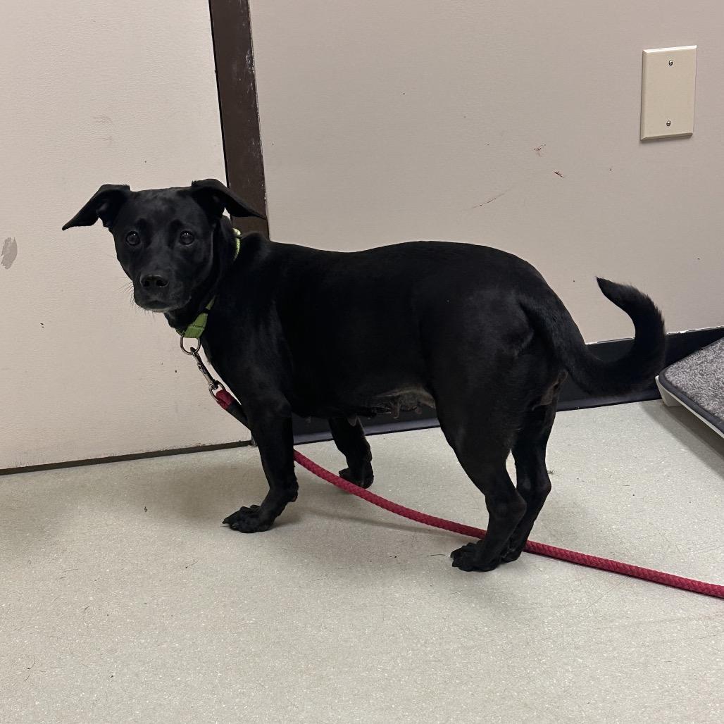 Enlarge Roxann ( Roxy), a Adoptable Mixed Breed in Saratoga Springs, NY image 5/6