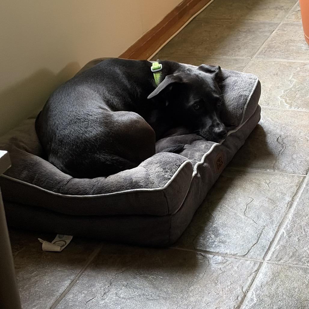 Enlarge Roxann ( Roxy), a Adoptable Mixed Breed in Saratoga Springs, NY image 6/6
