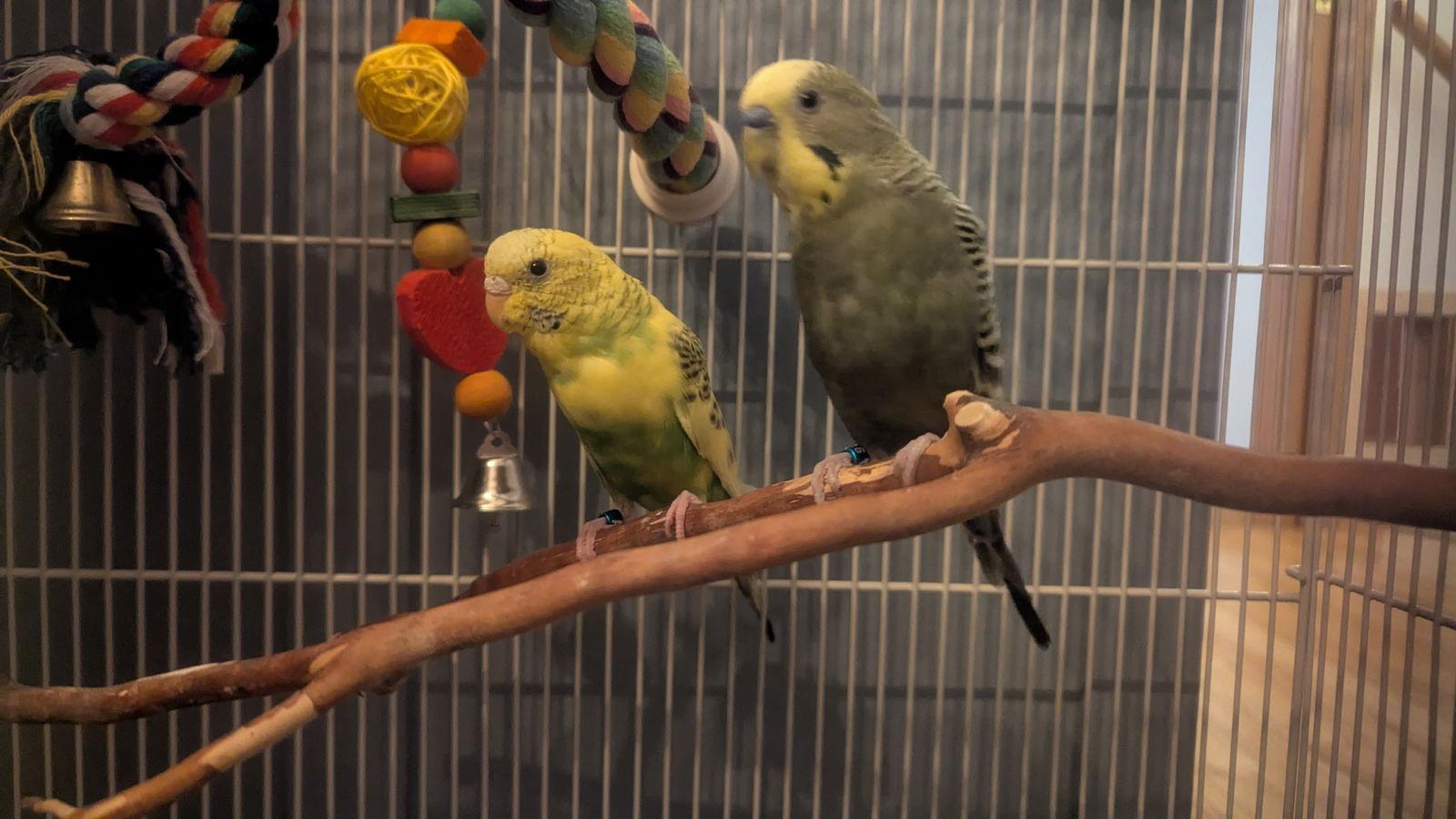 Enlarge Ben and Jerry, a Adoptable Budgie / Budgerigar in hinckley, IL image 1/1