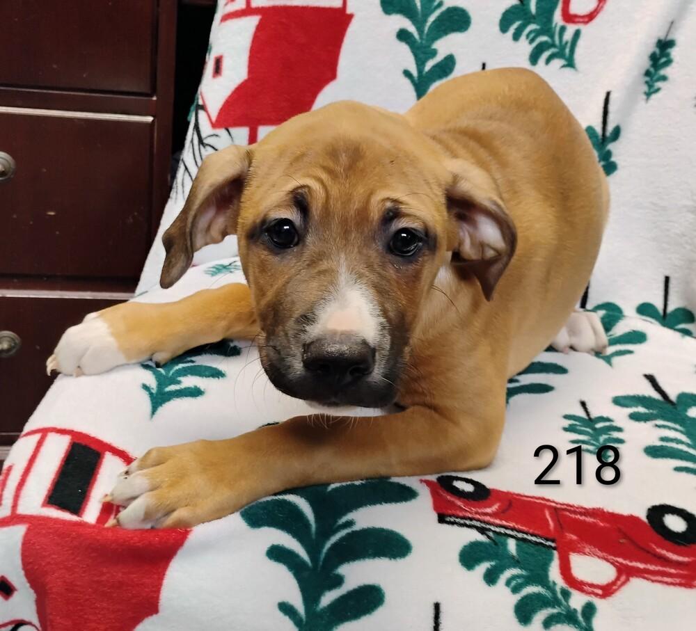 Enlarge Autumn #218, a Adoptable mixed breed in New Lexington, OH image 1/1