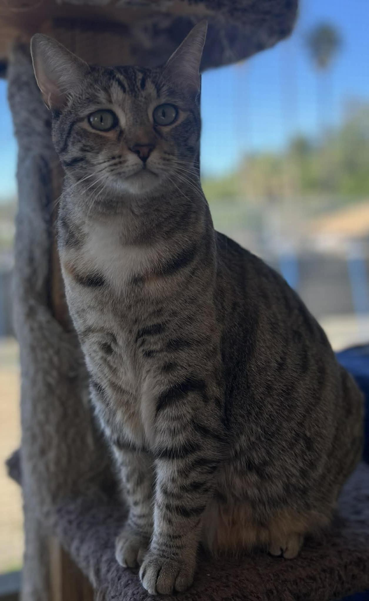 Enlarge Nan, a Adoptable mixed breed in Moreno Valley, CA image 5/5