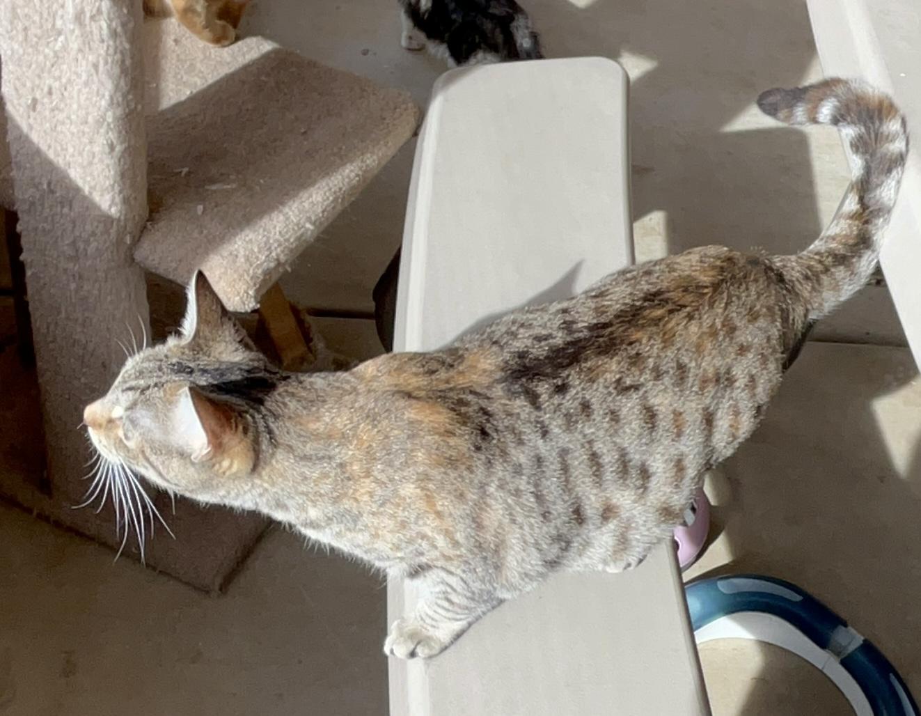 Enlarge Nan, a Adoptable mixed breed in Moreno Valley, CA image 3/5