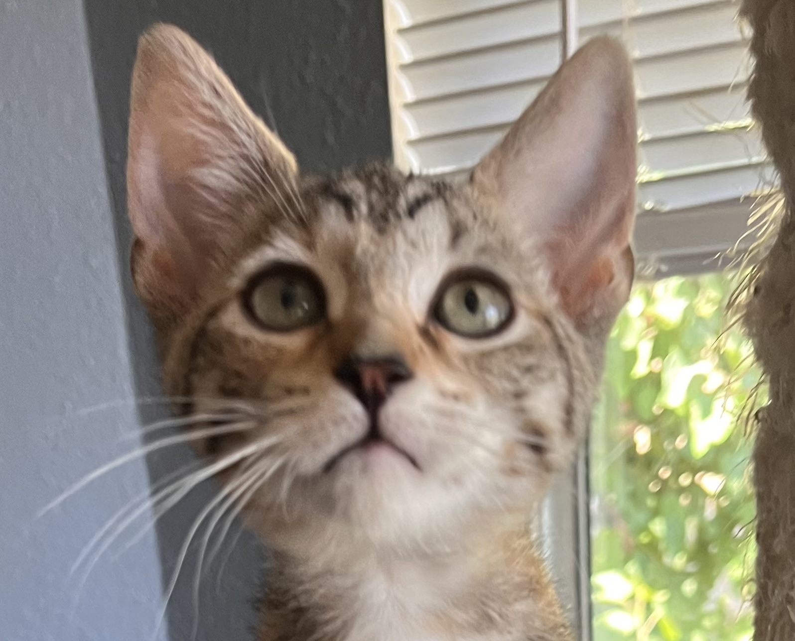 Enlarge Nan, a Adoptable mixed breed in Moreno Valley, CA image 1/5