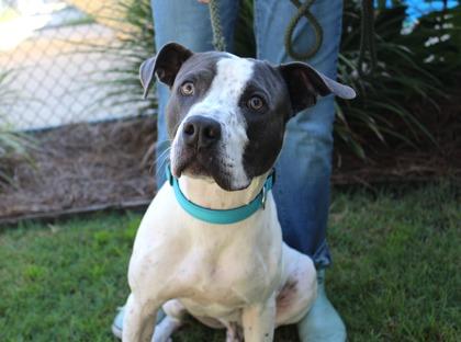 Enlarge Traveler, a Adoptable mixed breed in Brunswick, GA image 1/2