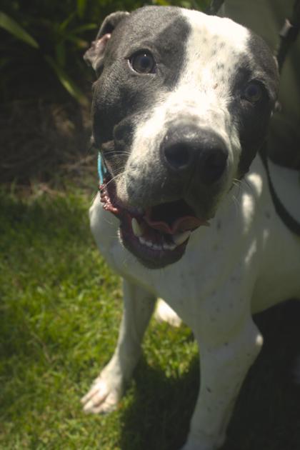 Enlarge Traveler, a Adoptable mixed breed in Brunswick, GA image 2/2