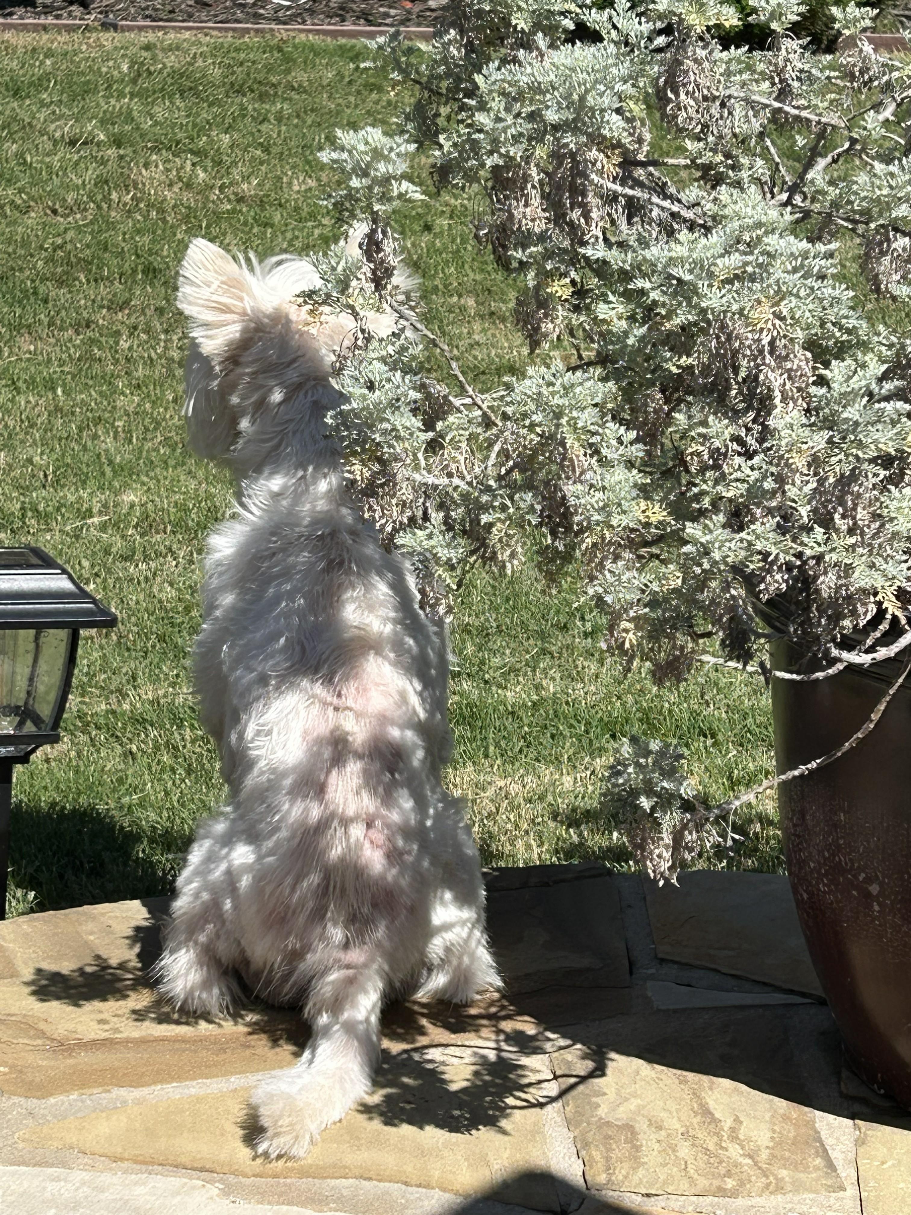Enlarge Winston, a ADOPTABLE West Highland White Terrier / Westie in Plano, TX image 2/3