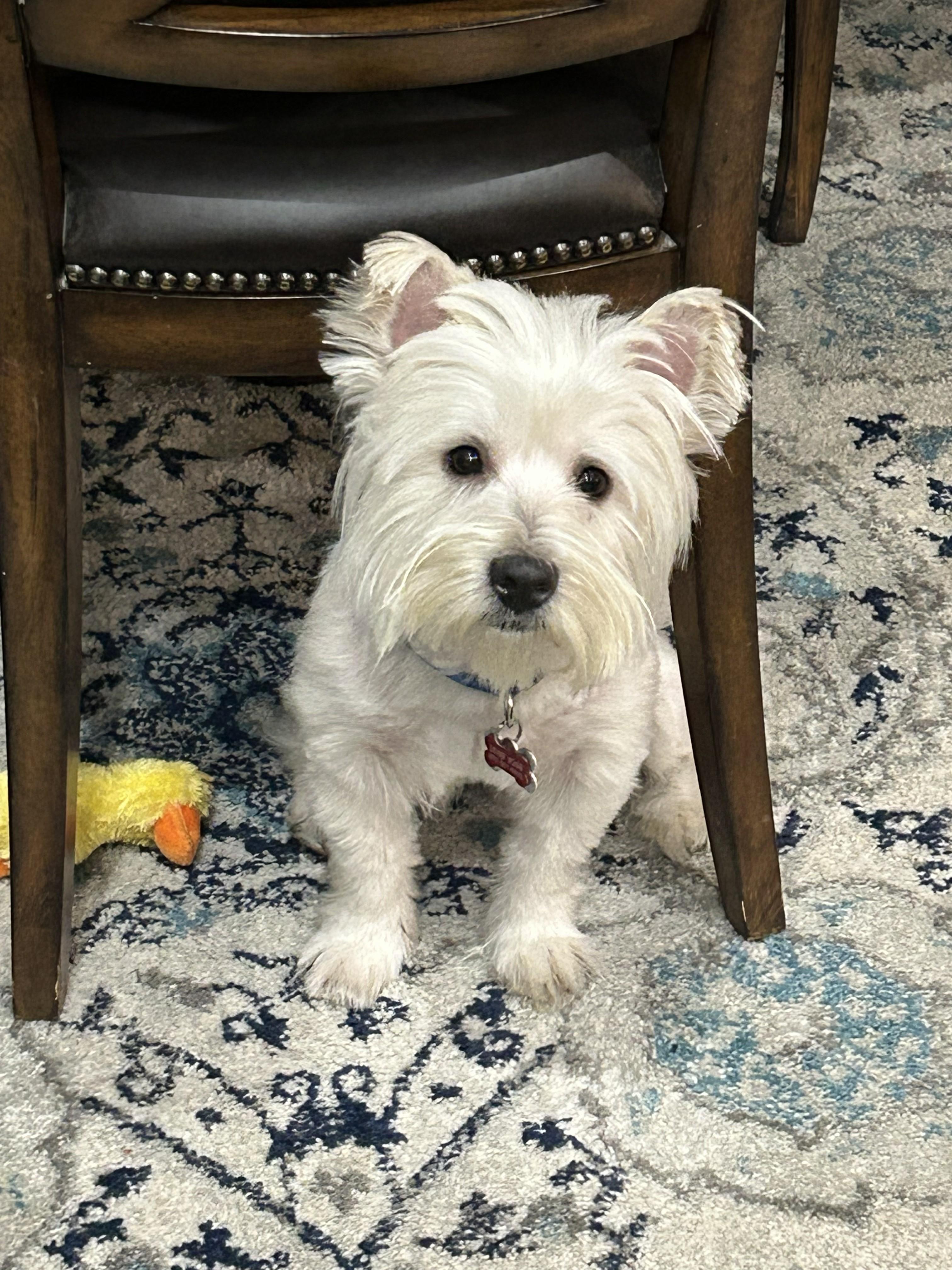 Enlarge Winston, a ADOPTABLE West Highland White Terrier / Westie in Plano, TX image 1/3