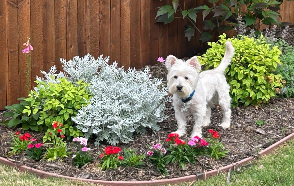 Enlarge Winston, a ADOPTABLE West Highland White Terrier / Westie in Plano, TX image 3/3