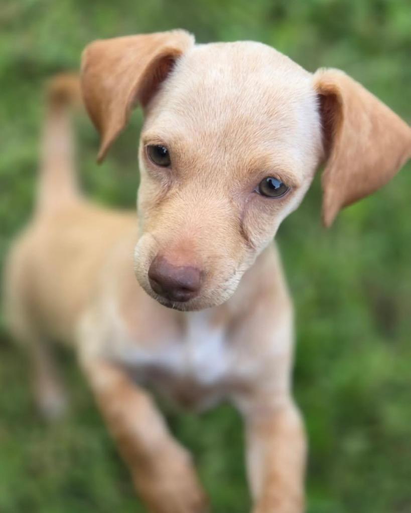Tawny, Adoptable, Puppy Female Chihuahua.