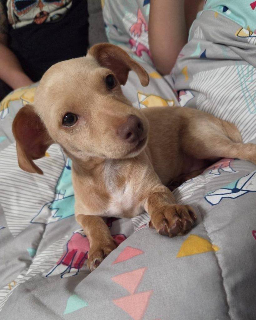Tawny, a Adoptable Chihuahua in Bryan, TX image 2/6