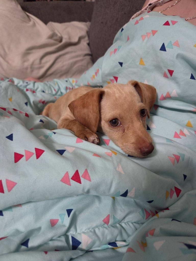 Tawny, a Adoptable Chihuahua in Bryan, TX image 3/6