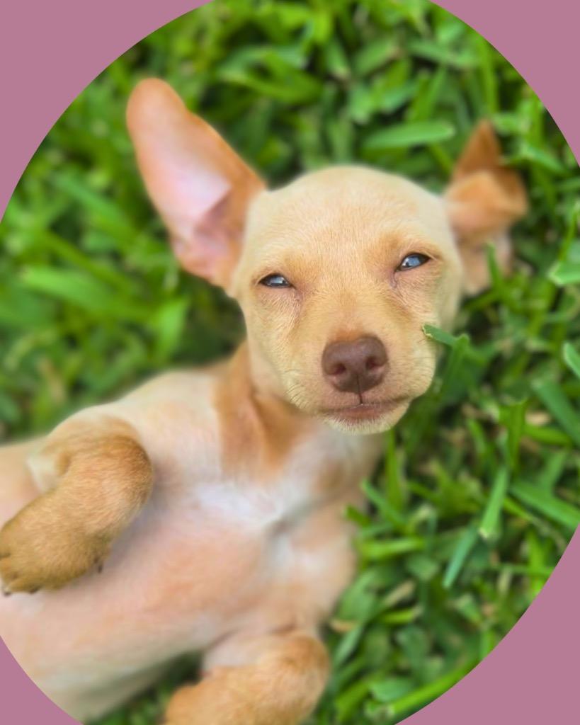 Tawny, a Adoptable Chihuahua in Bryan, TX image 4/6