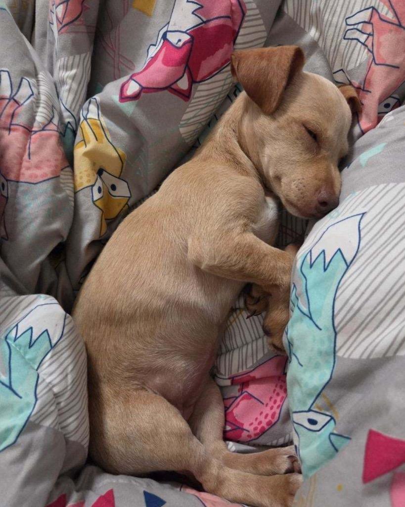Tawny, a Adoptable Chihuahua in Bryan, TX image 5/6