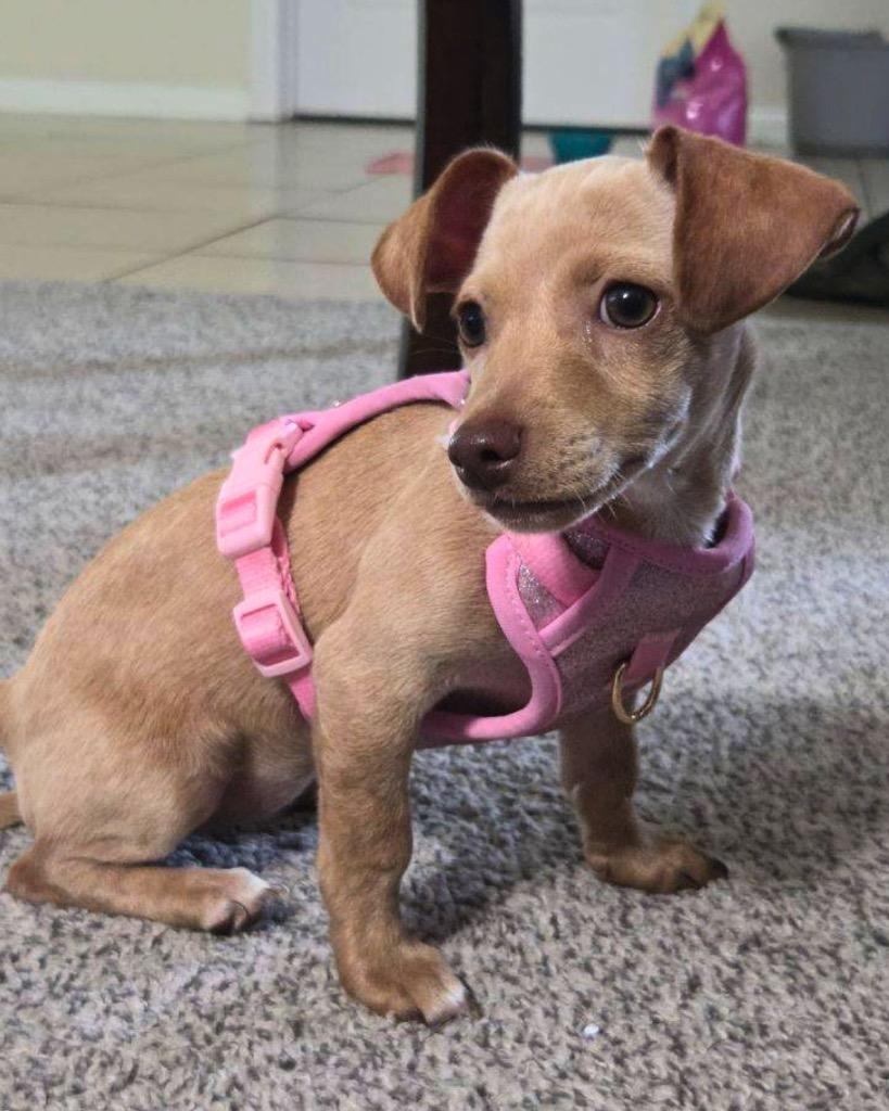 Tawny, a Adoptable Chihuahua in Bryan, TX image 6/6