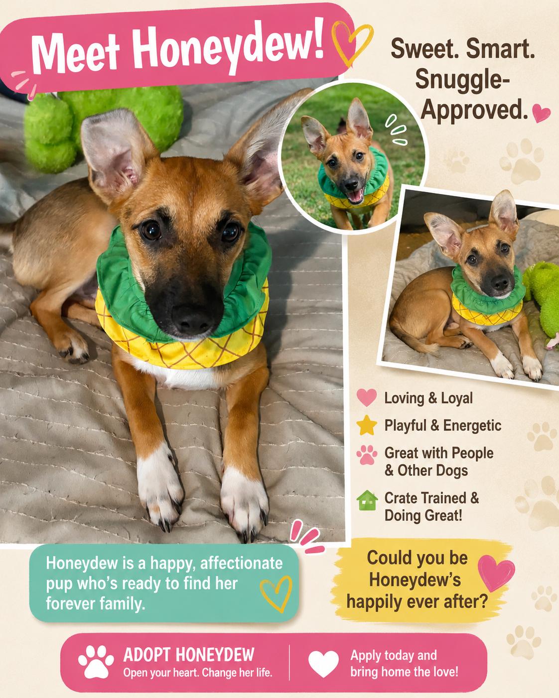 Honey Dew, a Adoptable mixed breed in Mount Laurel, NJ image 2/2