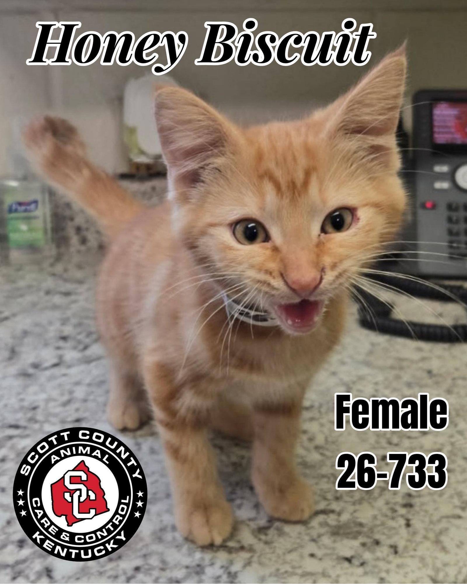 Honey Biscuit, Adopted, Kitten Female Domestic Short Hair.